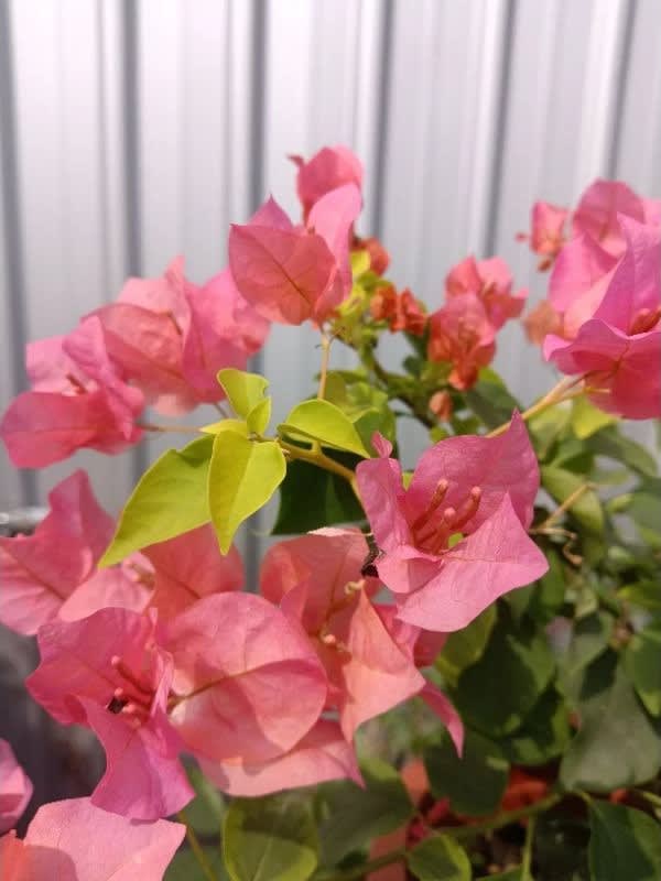 橘月亮 頂上花藝