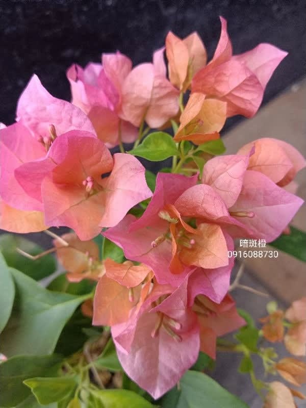 暗斑澄 頂上花藝