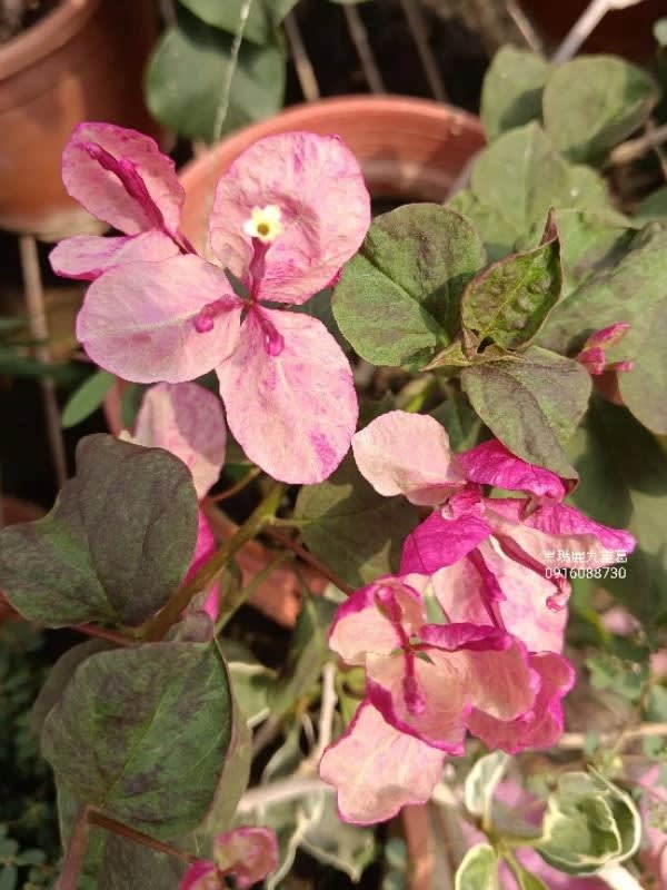 黑瑪麗 頂上花藝