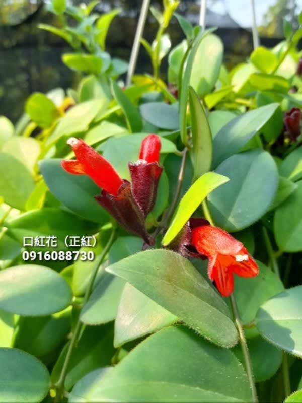 口紅花 頂上花藝