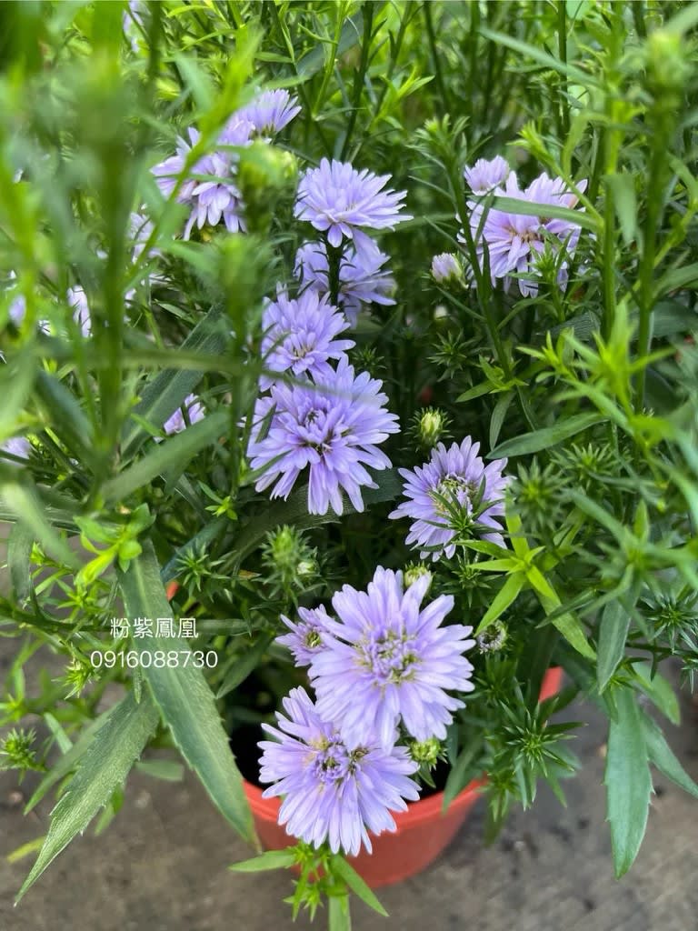 紫孔雀 頂上花藝