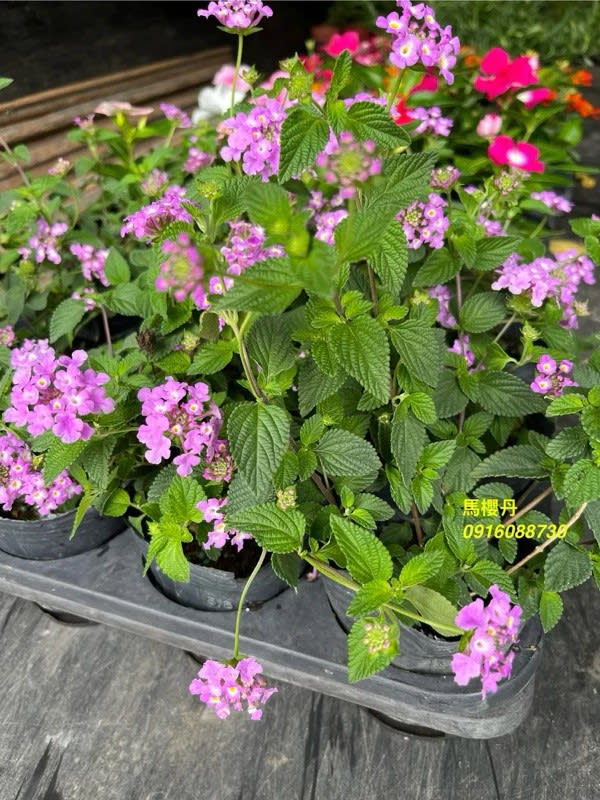 紫花馬櫻丹 頂上花藝