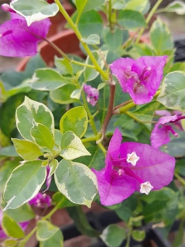 銀葉冰淇淋 頂上花藝