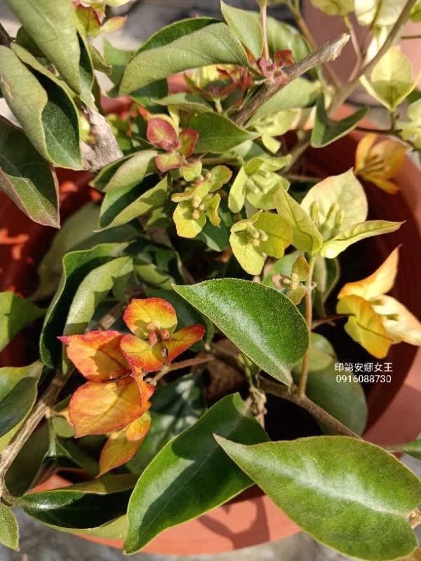 印度安娜索菲亞 頂上花藝