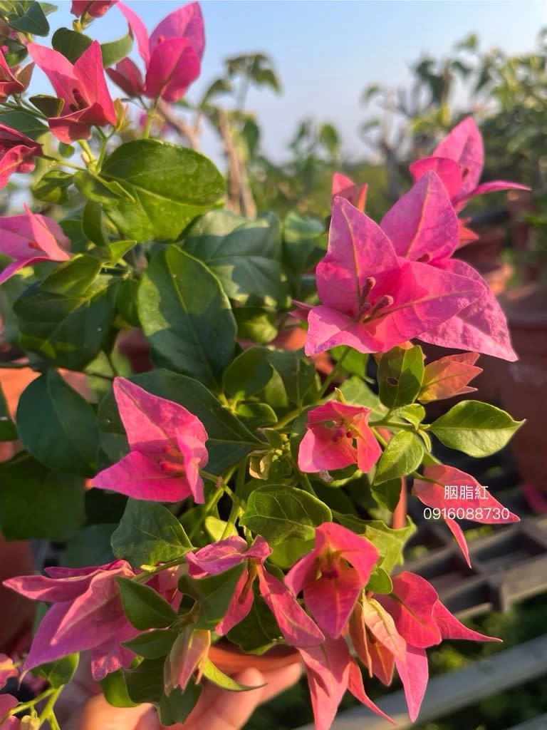 胭脂紅 頂上花藝