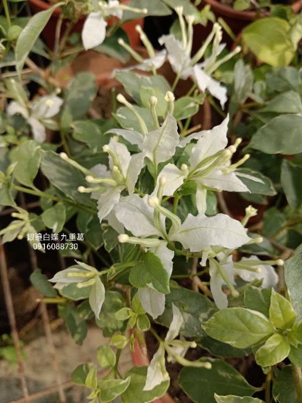 銀邊白蝶 頂上花藝