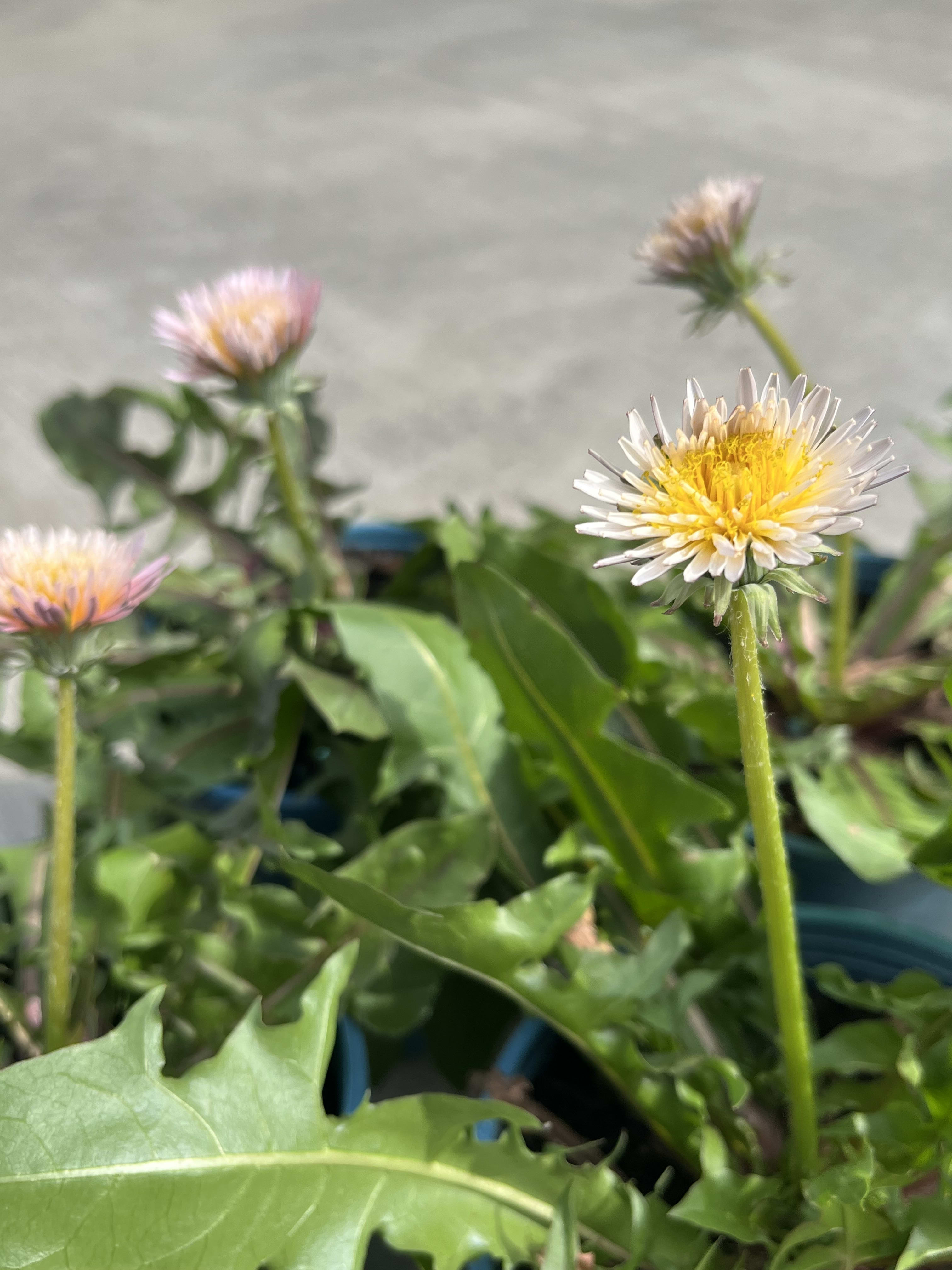 緋紅蒲公英 頂上花藝