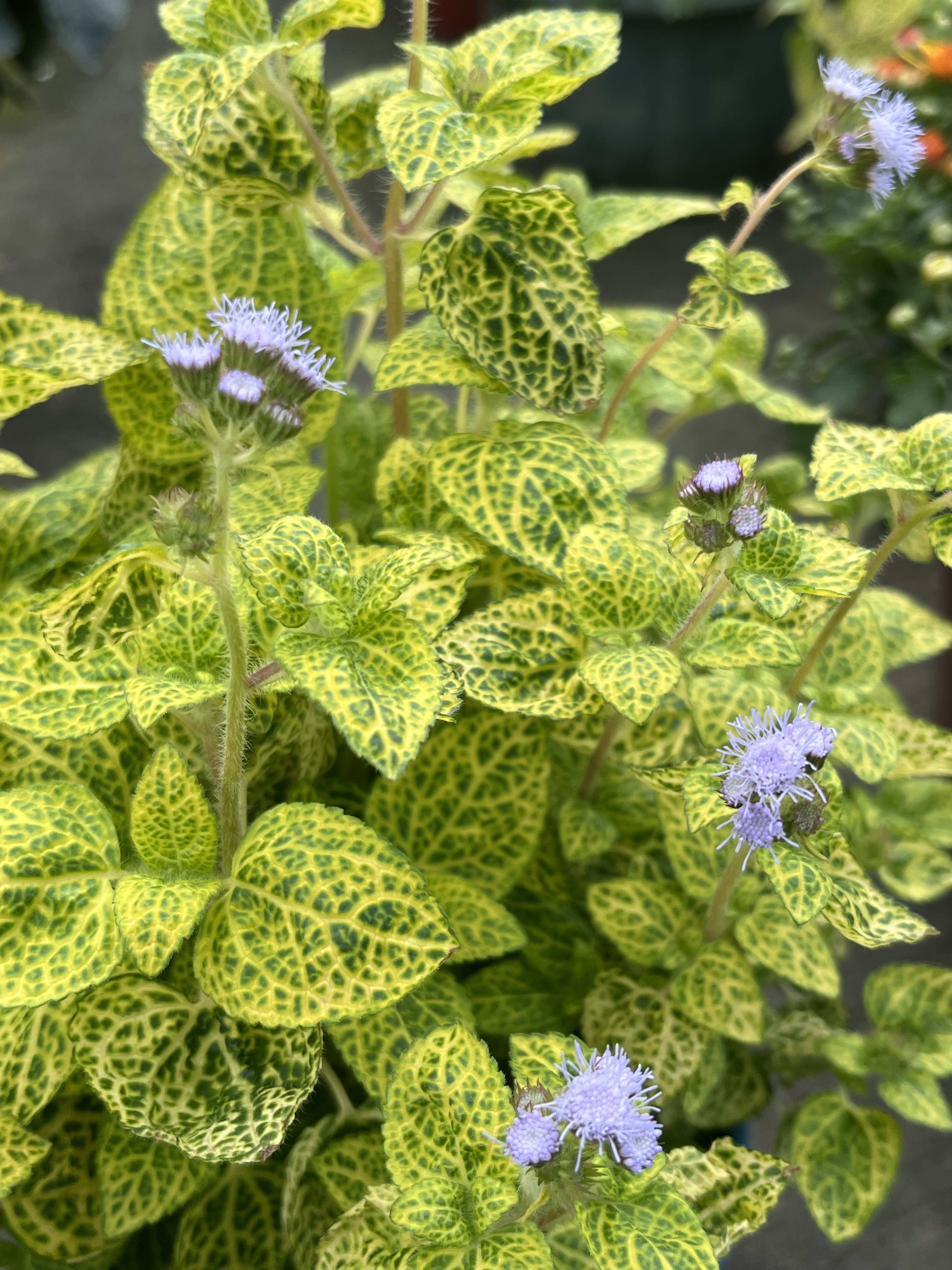 哈蜜瓜霍香薊 頂上花藝