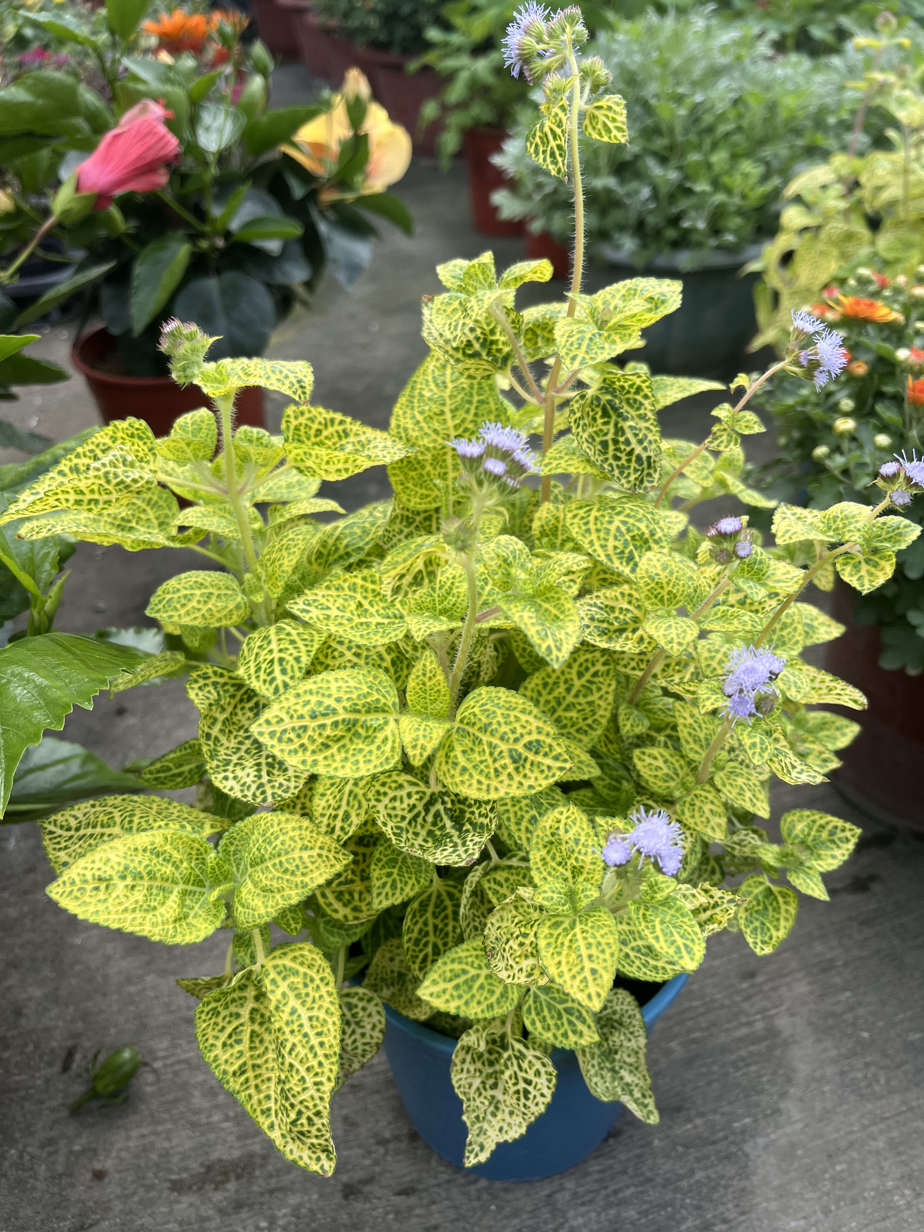 哈蜜瓜霍香薊 5吋盆