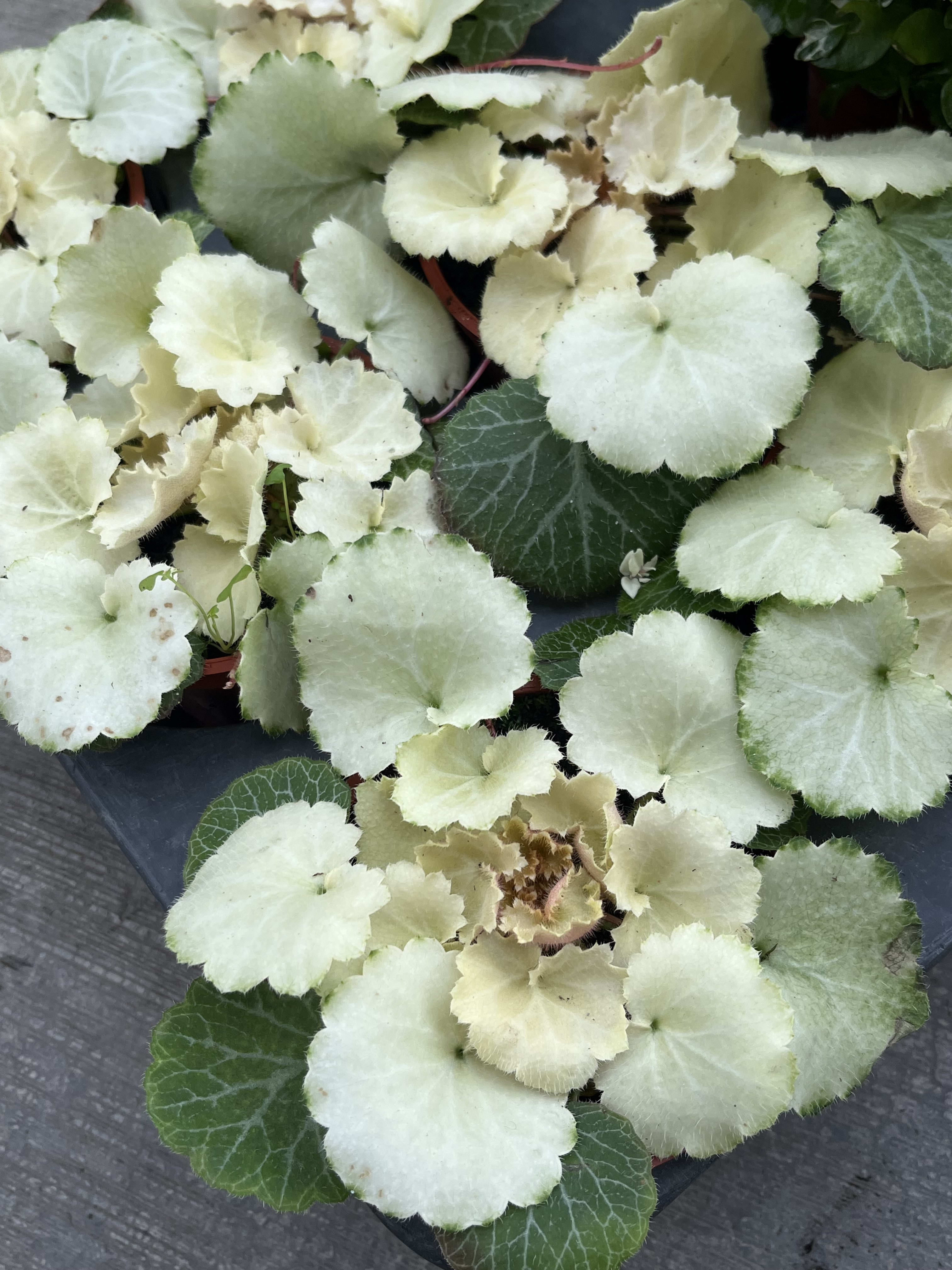 斑葉虎耳草 頂上花藝