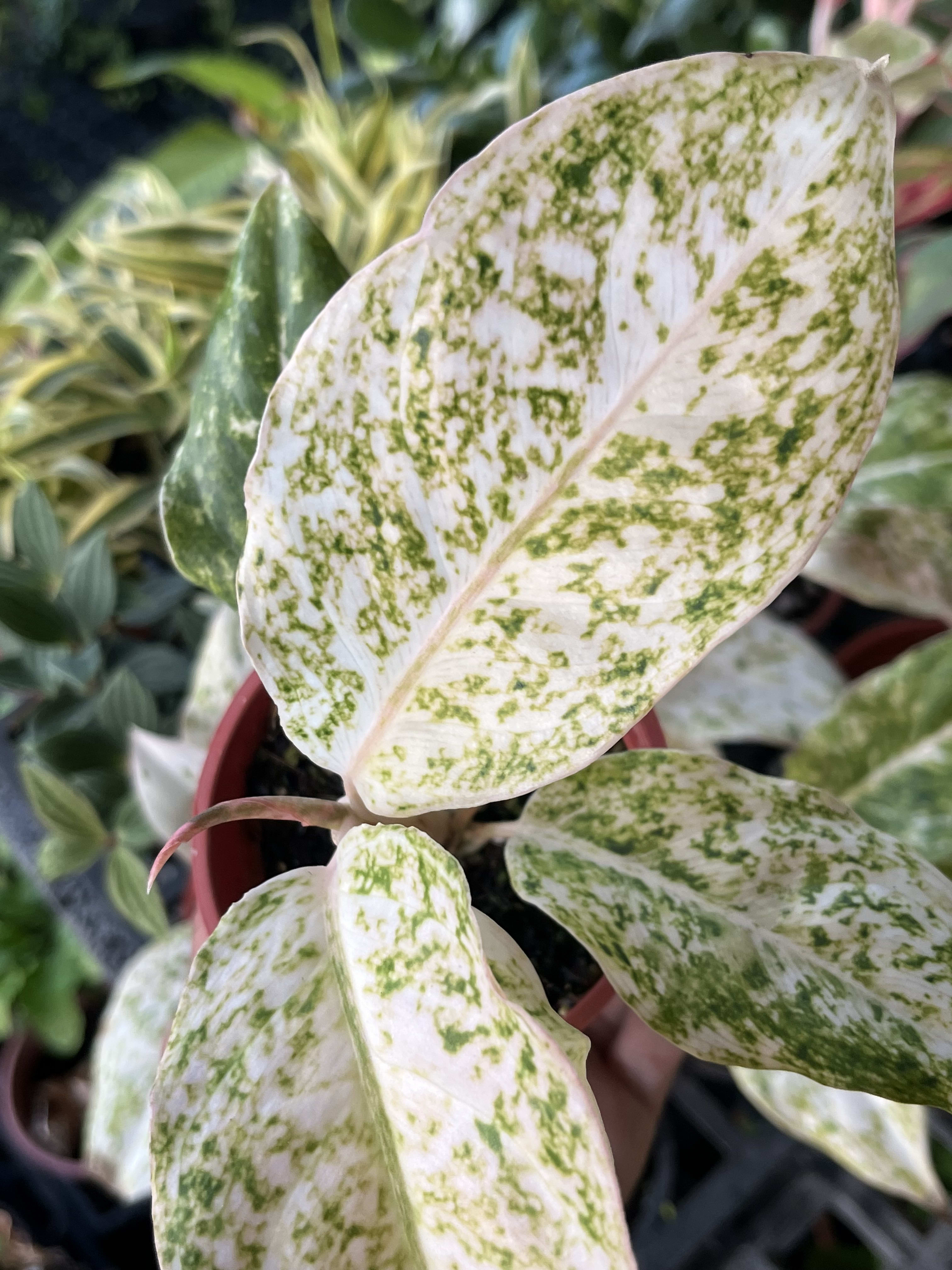 青蘋果粗勒草 頂上花藝