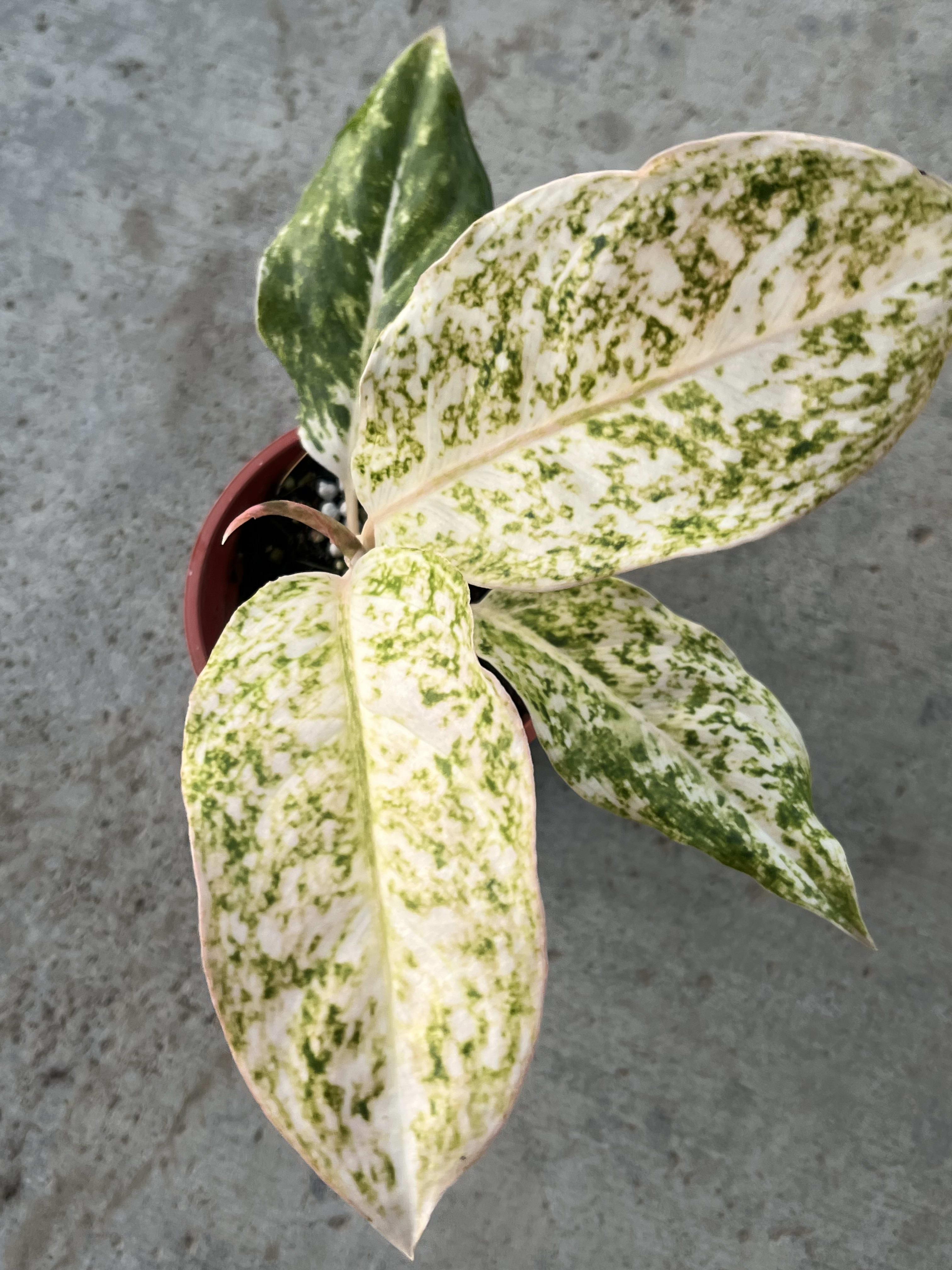 青蘋果粗勒草 3吋盆