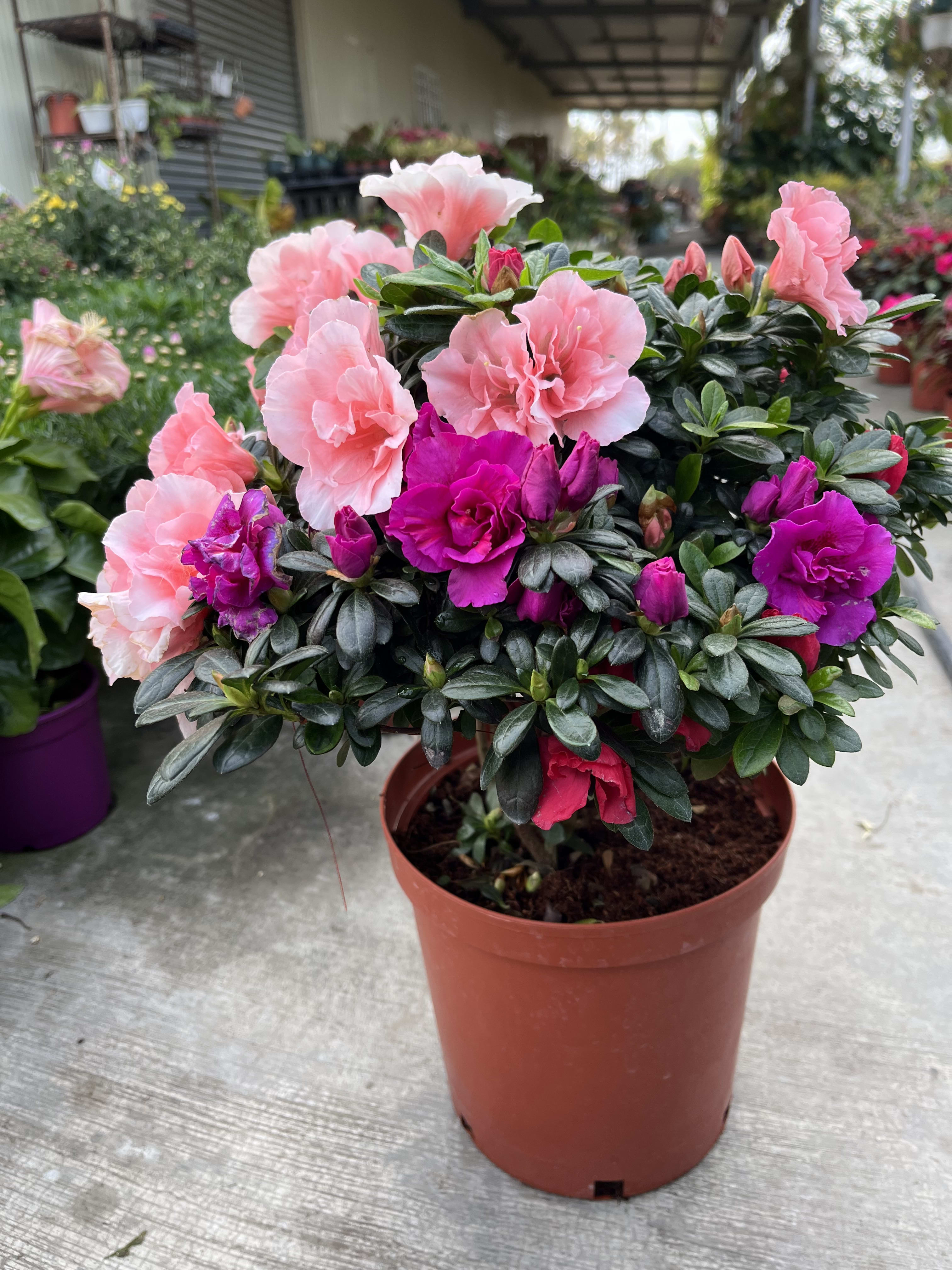 混色四季杜鵑花 頂上花藝