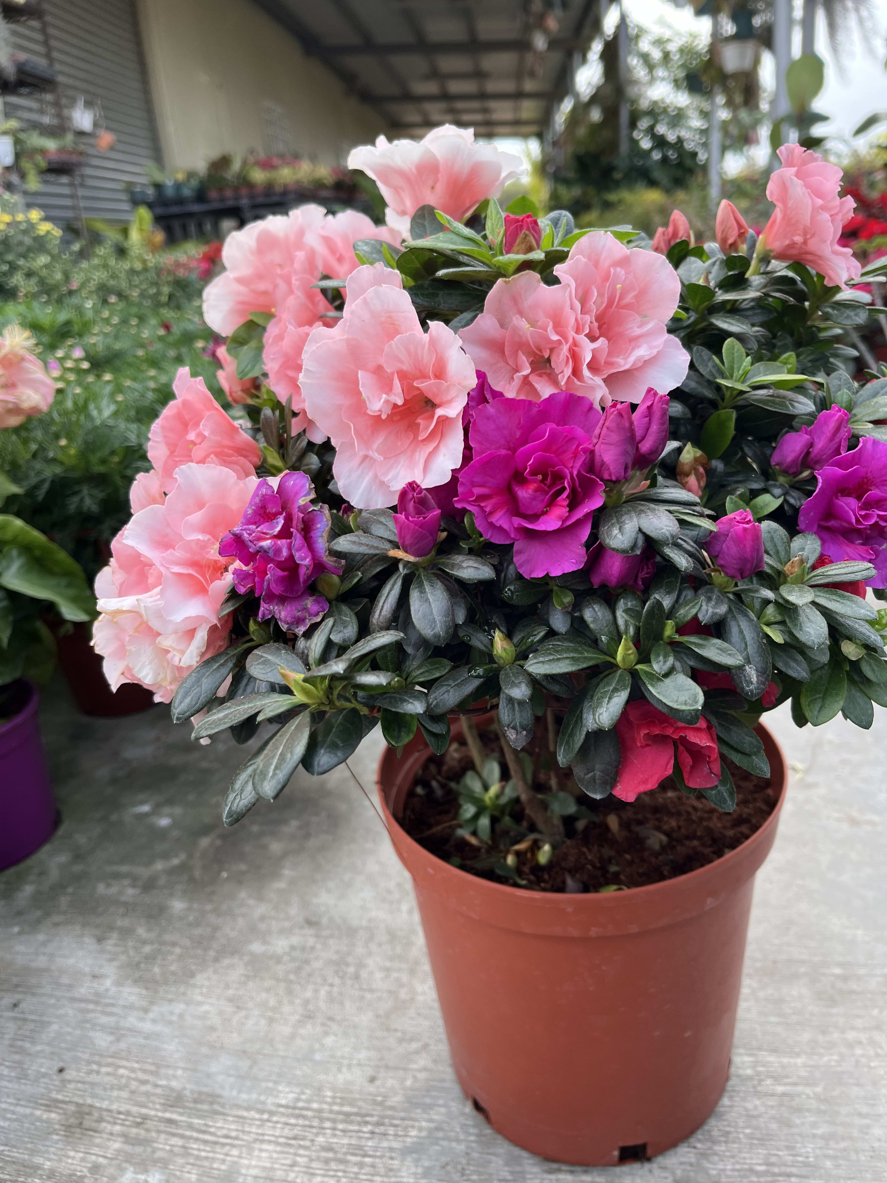 混色四季杜鵑花 7吋盆