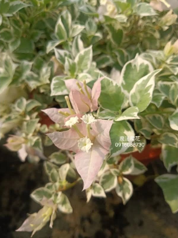 魔法櫻花 頂上花藝