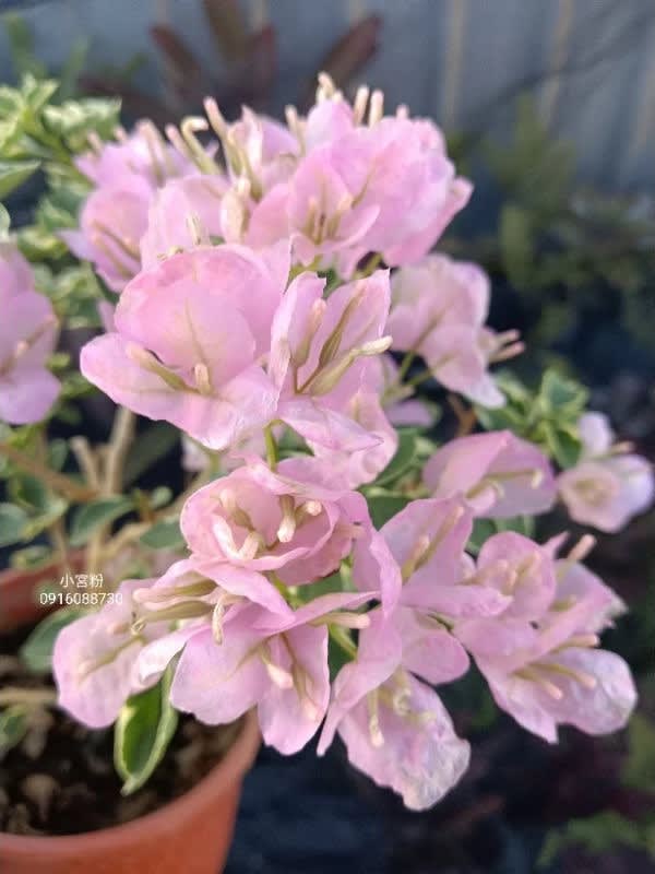 小宮粉 頂上花藝