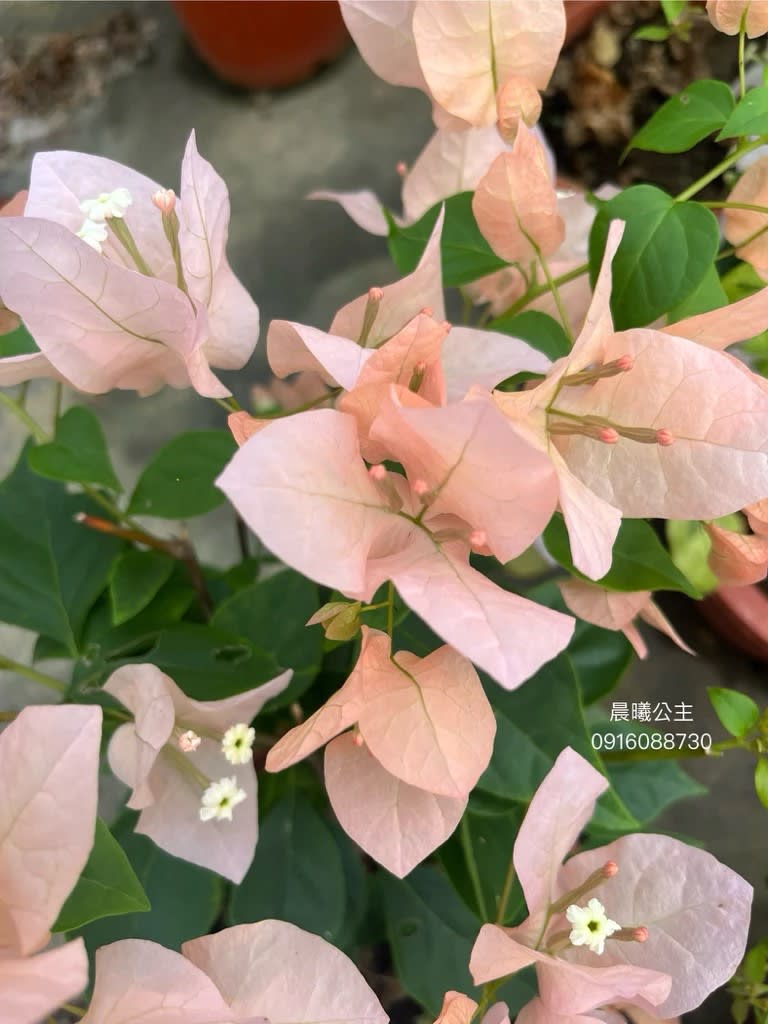 晨曦公主 頂上花藝