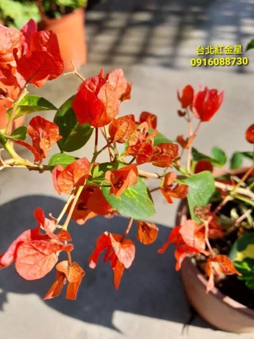 台北紅金星 頂上花藝