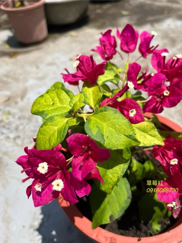 草莓紅 頂上花藝