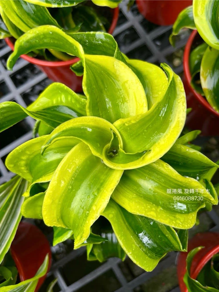 龍捲風 旋轉千木 頂上花藝