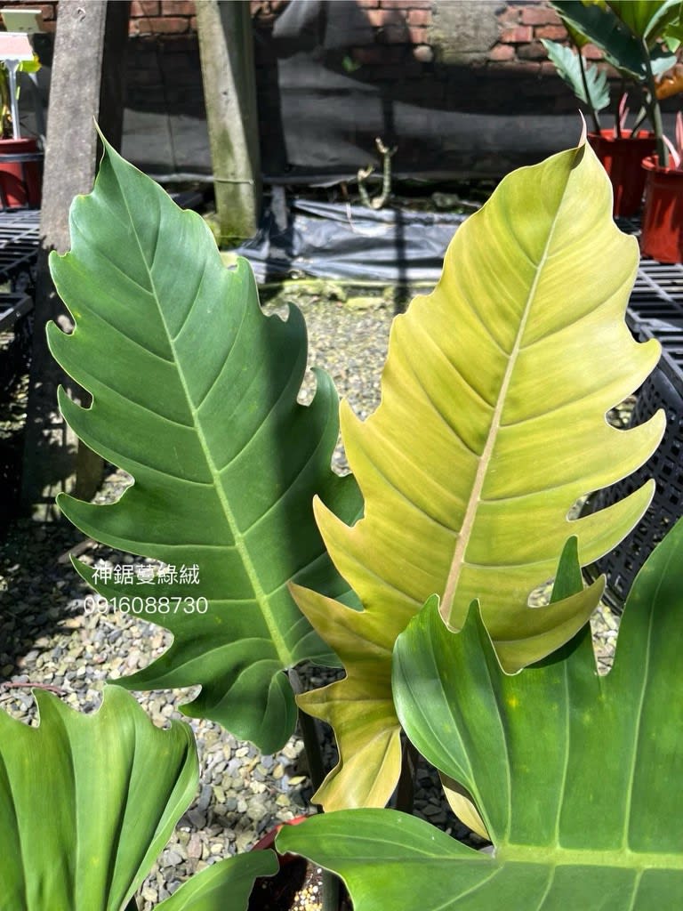 神鋸蔓綠絨 頂上花藝