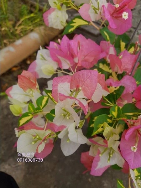 金星澄白 頂上花藝