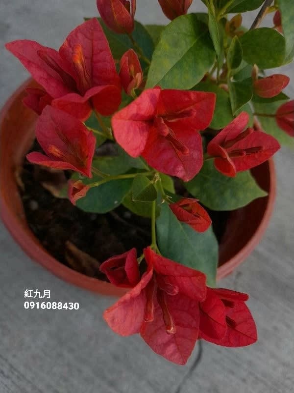 紅九月 頂上花藝