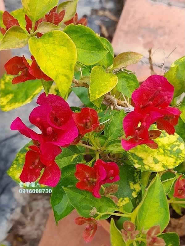 香港儷人 頂上花藝