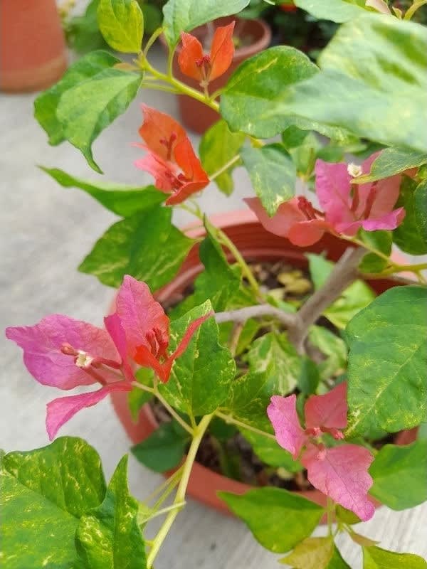 虎斑檳城 頂上花藝