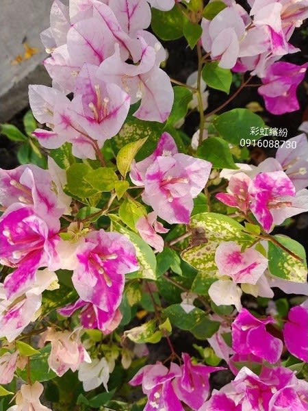 彩虹繽紛 頂上花藝