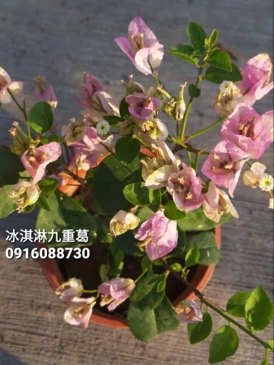 綠葉冰淇淋 頂上花藝