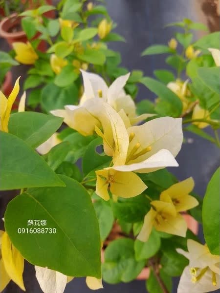 蘇瓦娜 頂上花藝