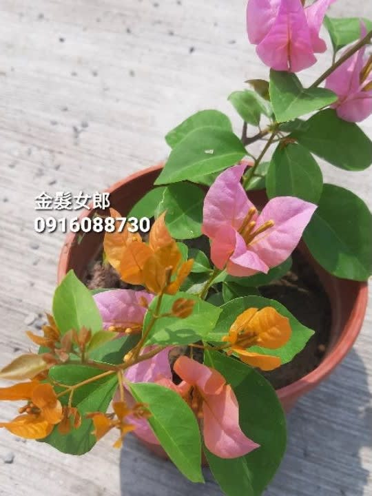 金髮女郎 頂上花藝