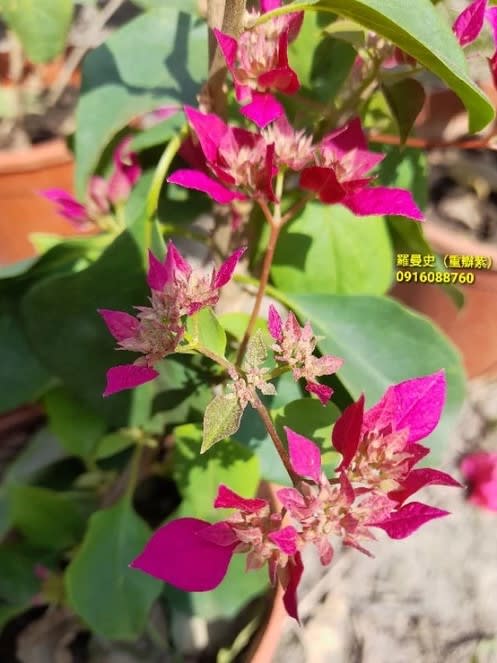 羅曼史 頂上花藝