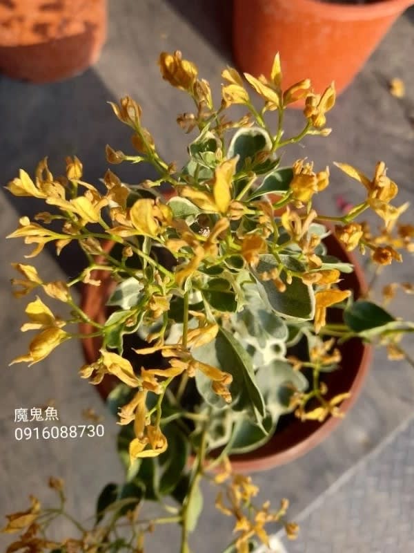 魔鬼魚 頂上花藝