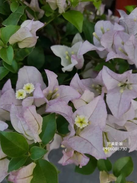 完美新娘 頂上花藝