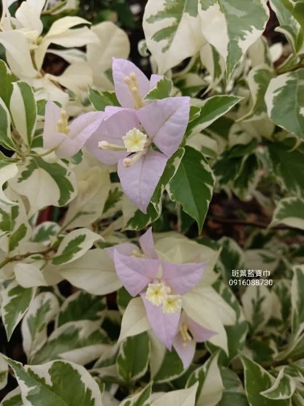 斑葉藍寶巾 頂上花藝