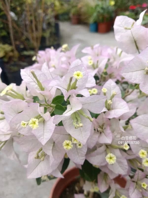 白雪櫻花 頂上花藝