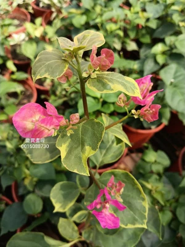 變異畫報 頂上花藝