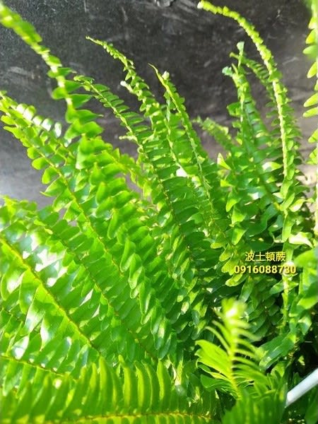 波士頓蕨 頂上花藝