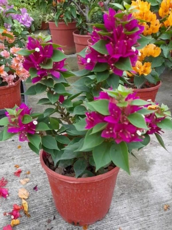 綠葉桃紅姬八房 頂上花藝