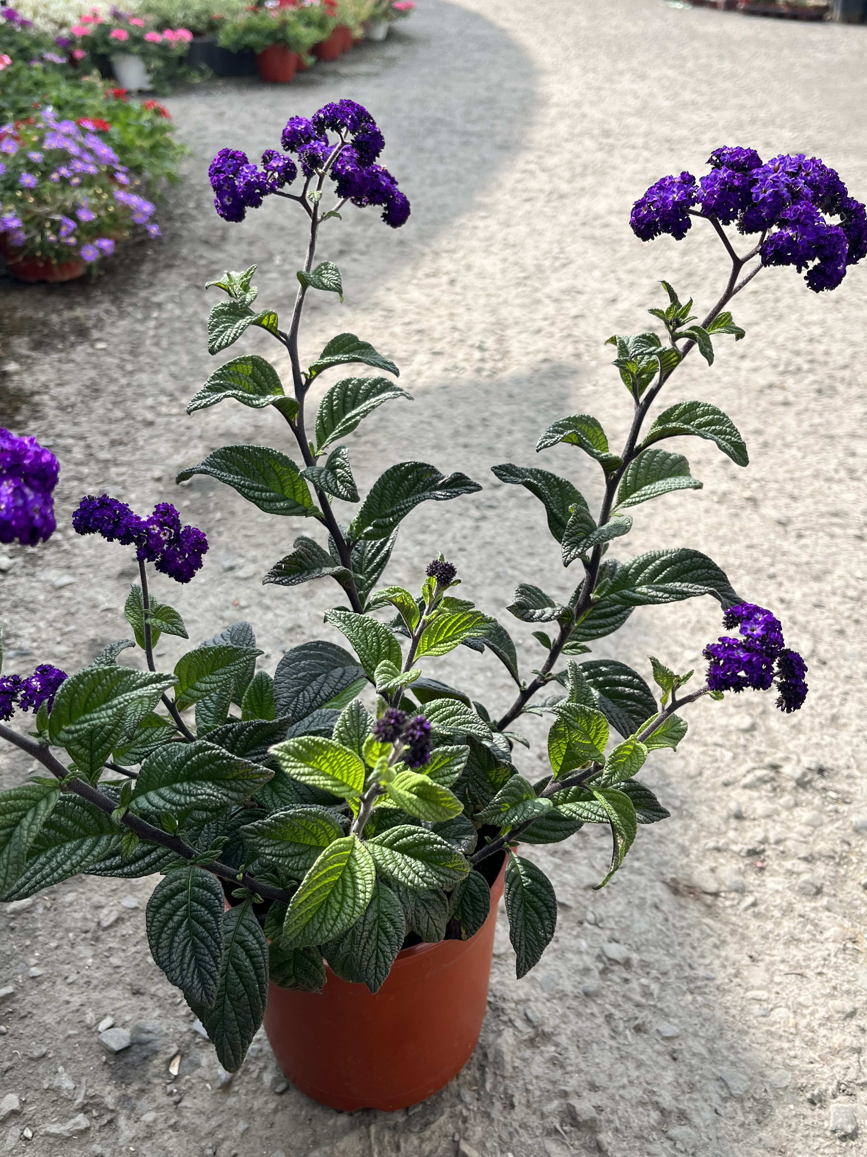 香水草(洋茉莉) 5吋盆