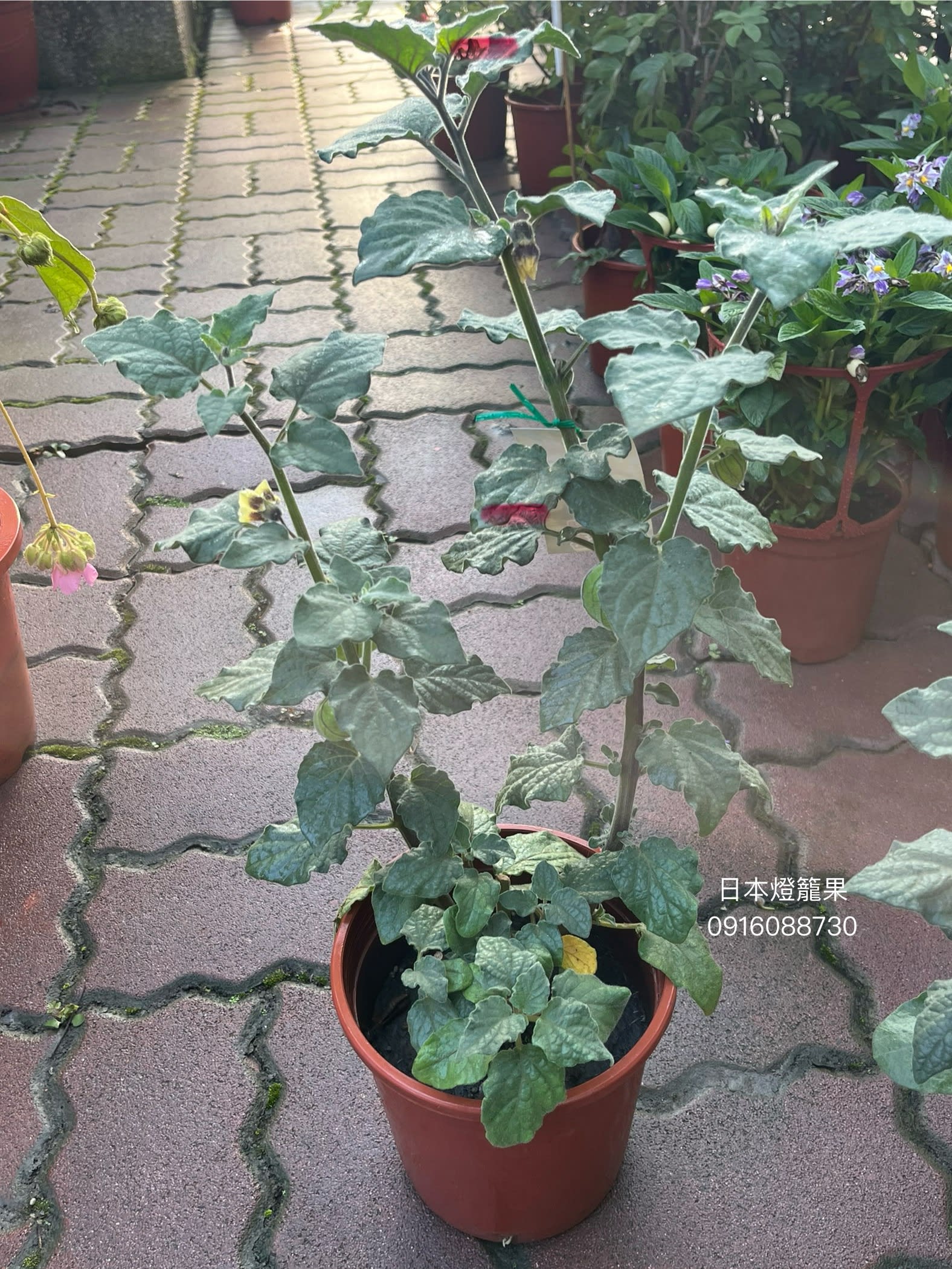 日本大果燈籠果 6吋盆