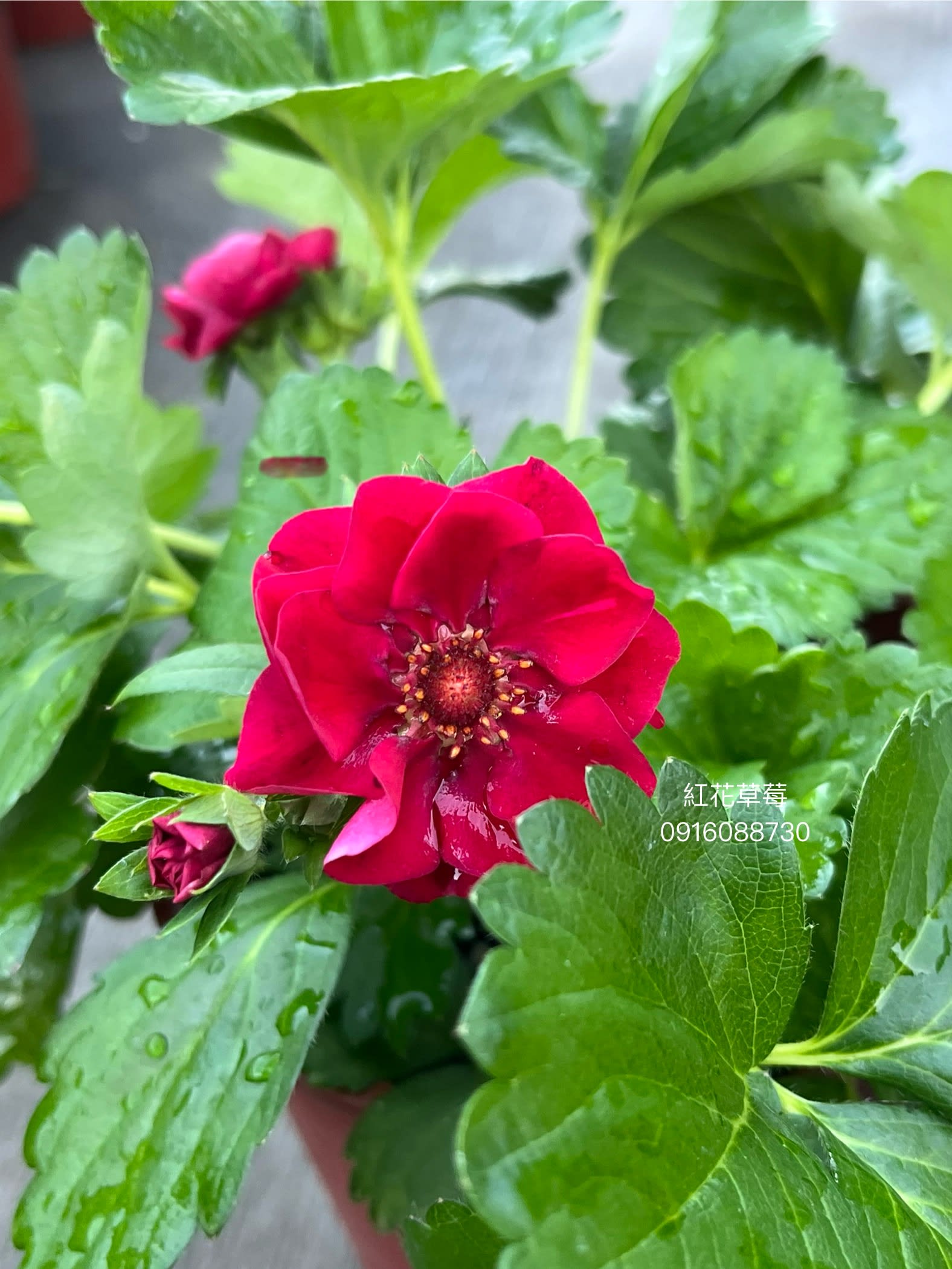 紅花草莓 頂上花藝
