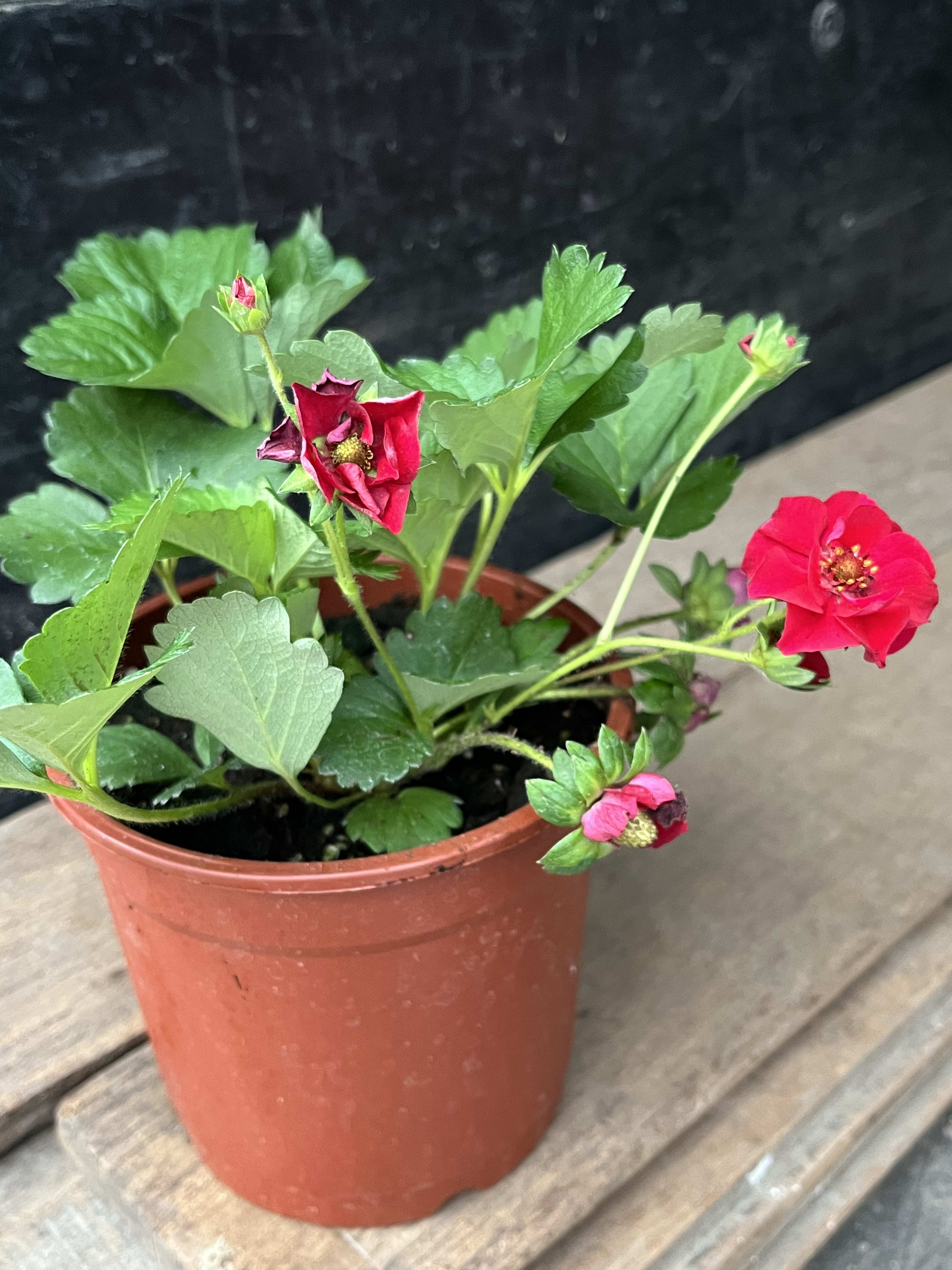 紅花草莓 6吋盆