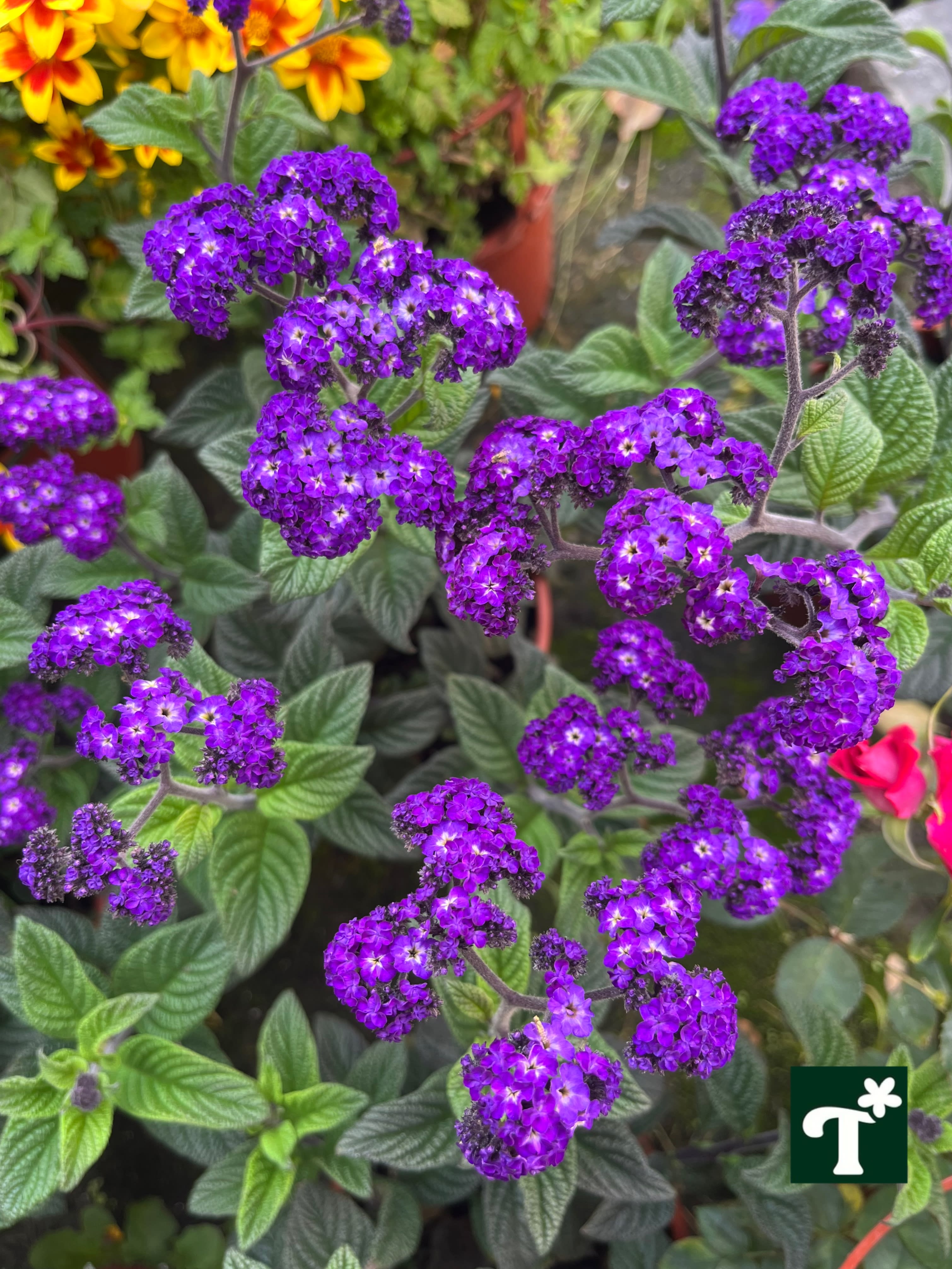 香水草(洋茉莉) 頂上花藝