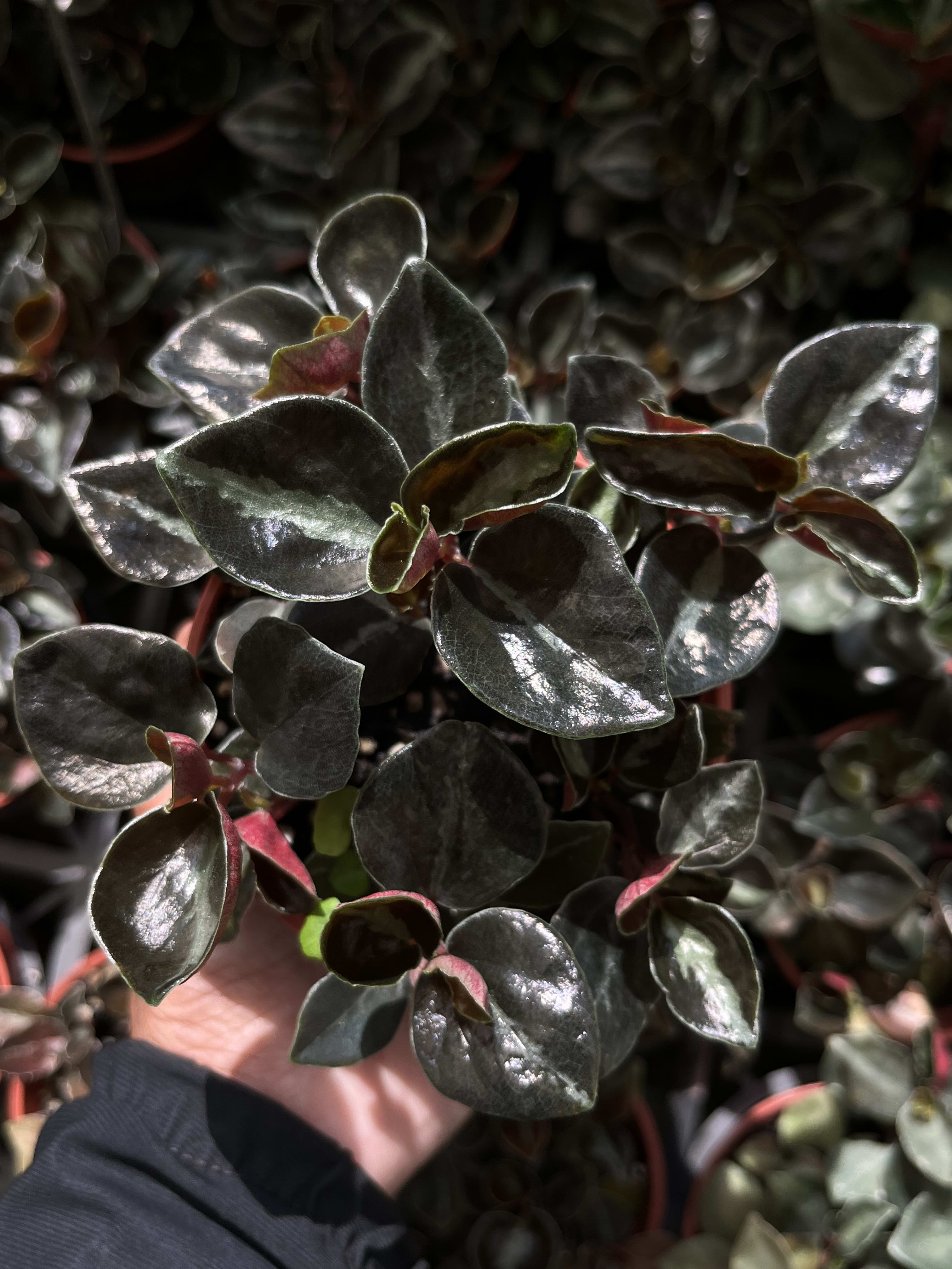 貝殼椒草 頂上花藝