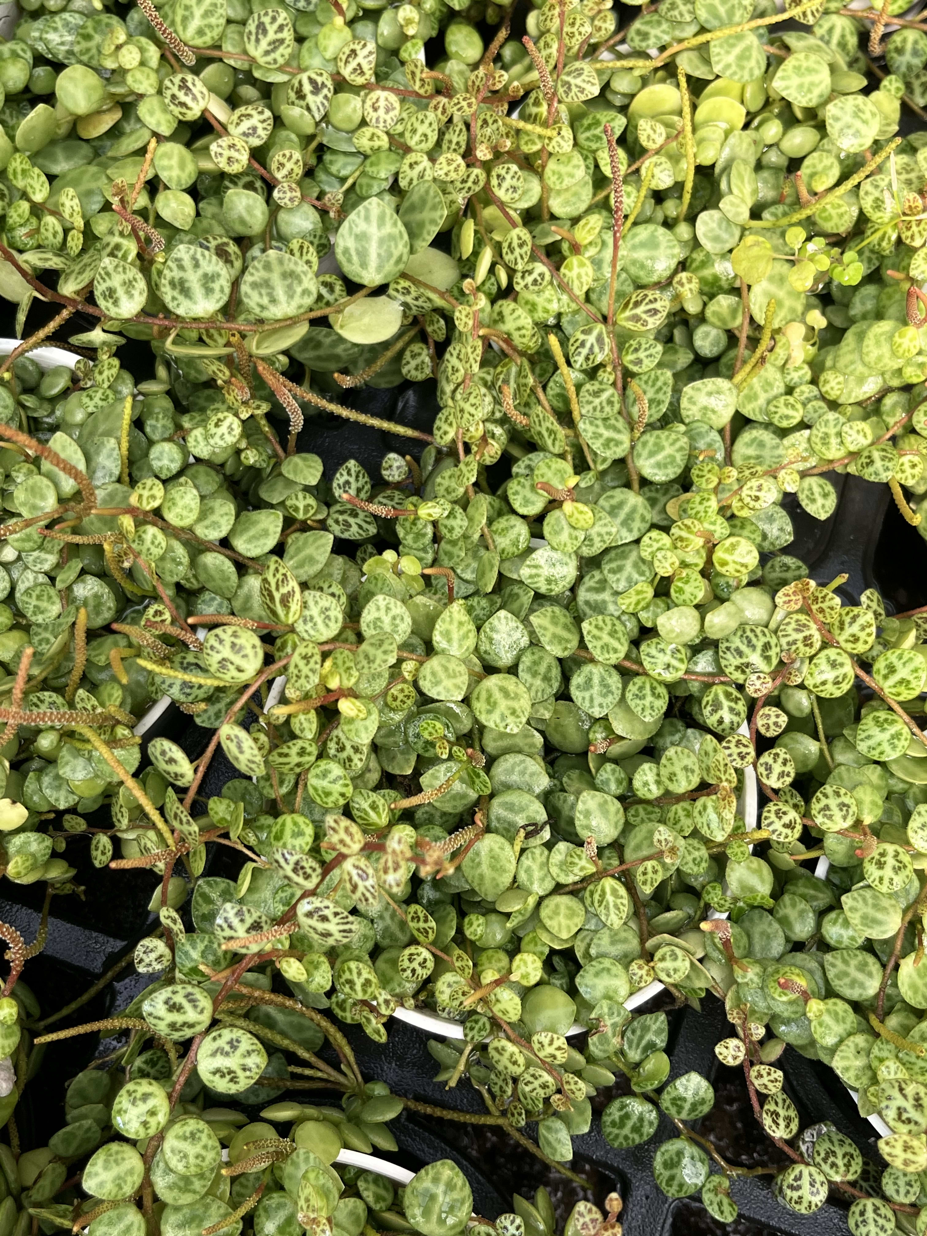 小海龜椒草 頂上花藝