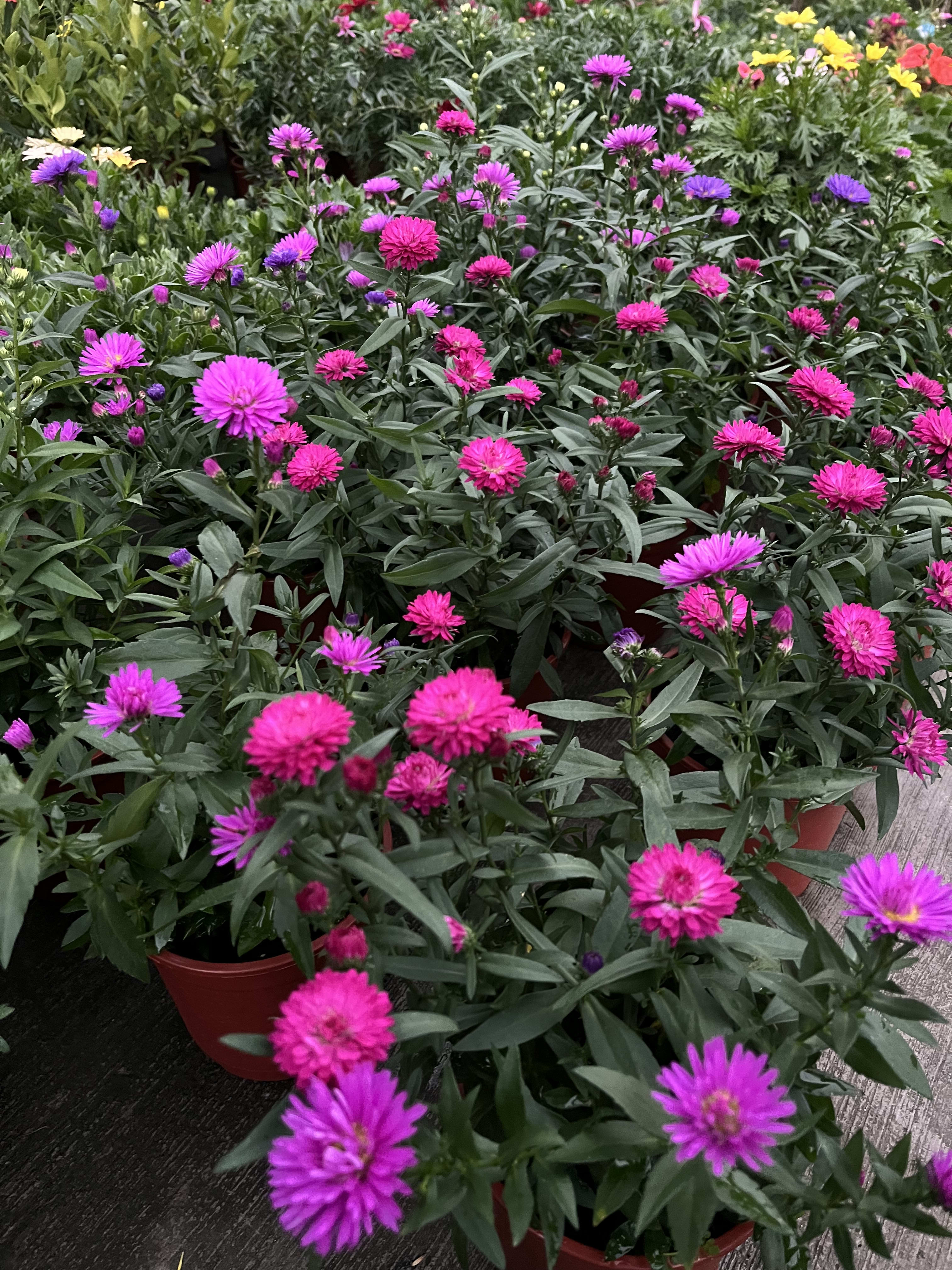 紫宛(紫鳳凰) 頂上花藝