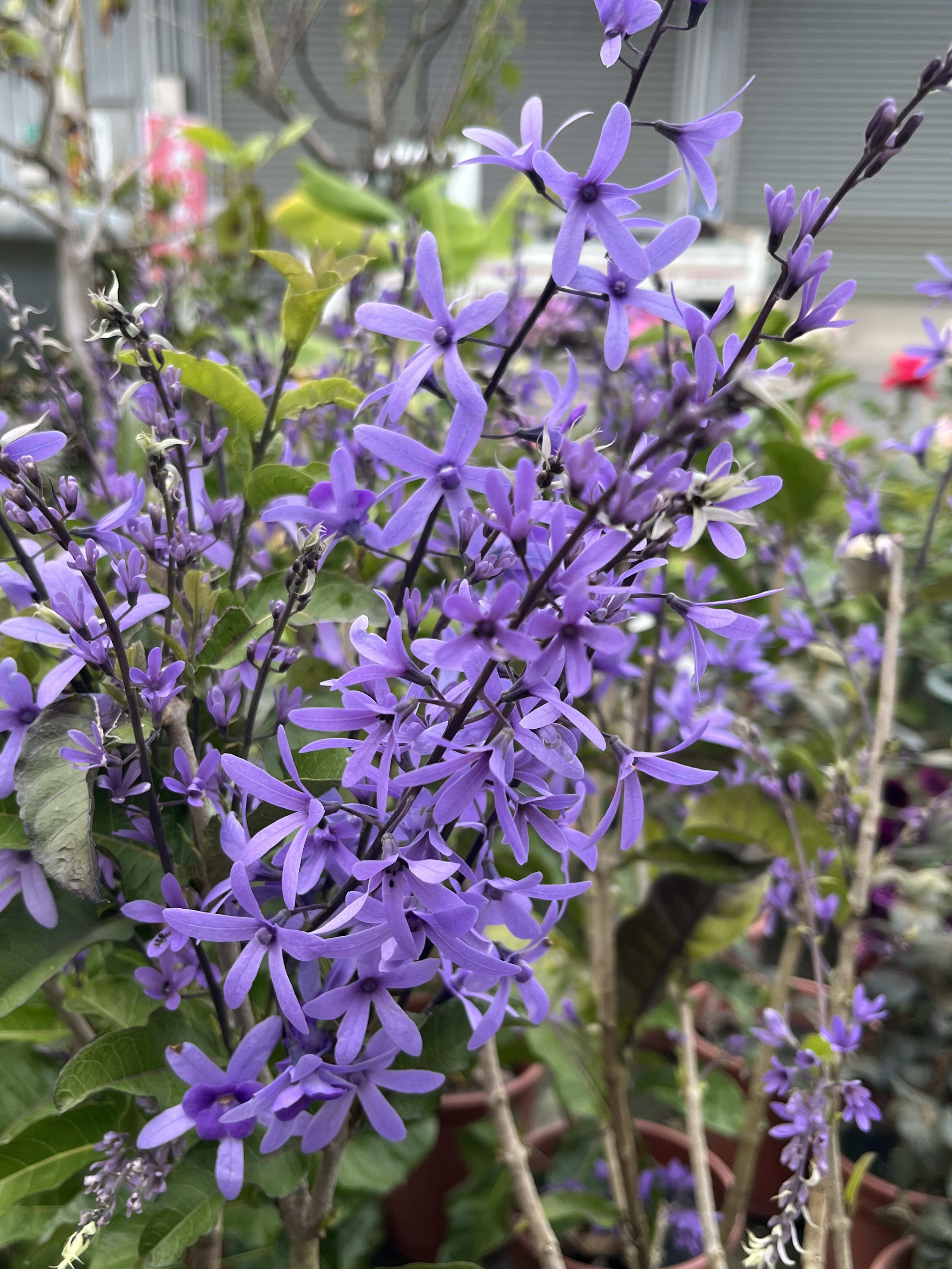 許願藤 頂上花藝